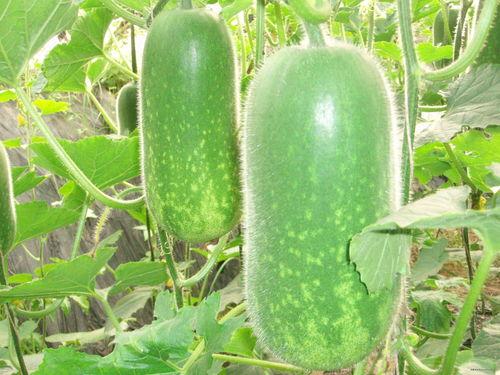 吃瓜高清图,高清图揭秘吃瓜瞬间